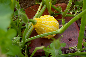 Image showing Yellow and cream ornamental gourd among plant vines