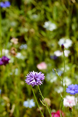 Image showing Lilac cornflower against background of colourful flowers 