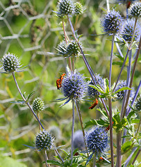 Image showing Common red soldier beetles on sea holly flowers
