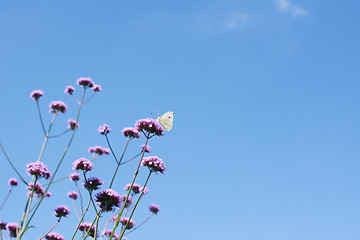 Image showing Cabbage white butterfly on top of tall verbena flowers