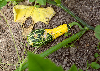 Image showing Damaged ornamental gourd among plant vine and leaves