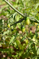 Image showing Cherry tomatoes growing on the vine