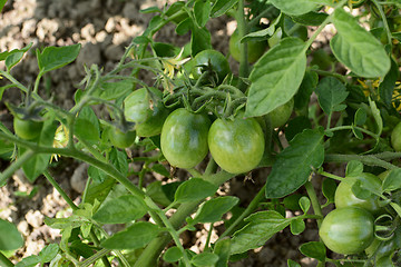 Image showing Tomato vine bearing maturing green tomatoes