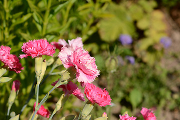Image showing Mixed bright pink carnations 