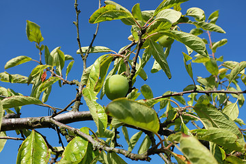 Image showing Single green plum growing high on a fruit tree