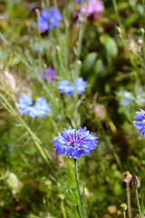 Image showing Blue cornflower, growing among purple and pink flowers