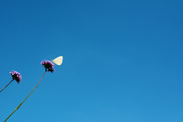 Image showing Cabbage white butterfly drinking nectar from verbena flowers