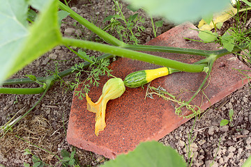 Image showing House tile beneath ornamental gourd for protection