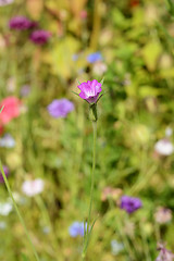 Image showing Corn cockle wild flower against blurred background of flowers