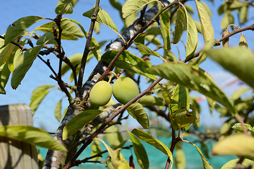 Image showing Two green plums growing on fruit tree