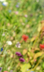 Image showing Abstract defocussed colourful flowers