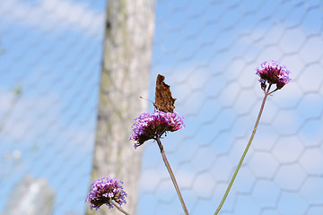 Image showing Comma butterfly with closed wings on verbena flower