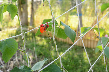 Image showing Red flowers on runner bean vine, growing up netting