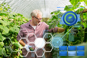 Image showing old man picking cucumbers up at farm greenhouse