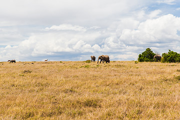 Image showing elephants and other animals in savannah at africa