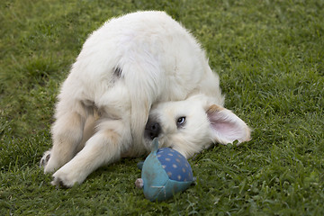 Image showing Playing Golden Retriever Puppy