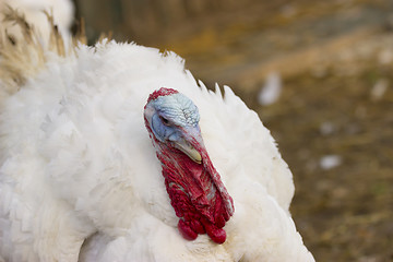 Image showing Portrait from Turkey hen