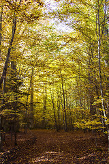 Image showing Autumn forest impressions