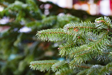 Image showing Fir branch in detail