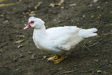 Image showing Breeding duck