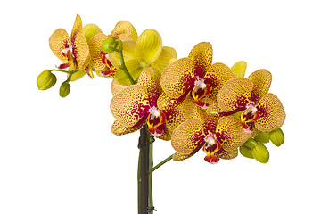 Image showing Beautiful orchid flower