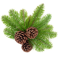 Image showing Fir and Pine Cones