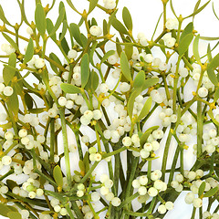 Image showing Mistletoe Plant