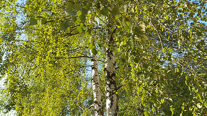 Image showing Beautiful birch trees