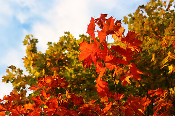 Image showing Bright autumn branches of maple tree