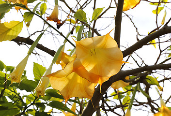 Image showing Yellow brugmansia named angels trumpet or Datura flower