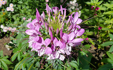 Image showing Pink Cleome or spider flower