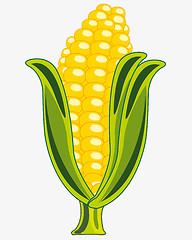 Image showing Ripe corn cob