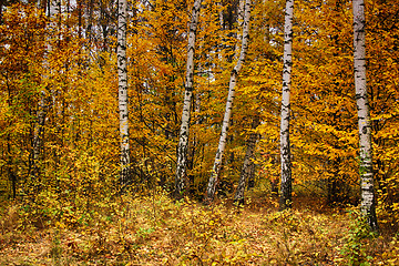 Image showing color autumn forest