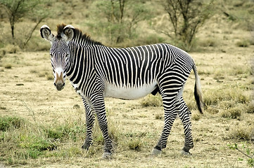 Image showing Grevy zebra in the desert