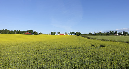 Image showing Farmland