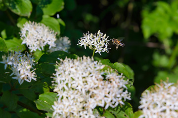 Image showing A bee near the white flower