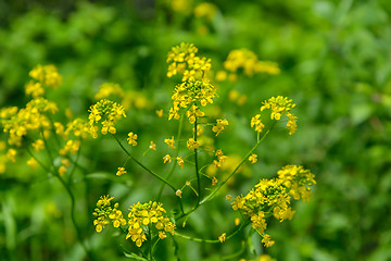 Image showing Bittercress on a green background