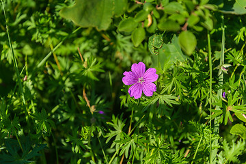 Image showing Flower a wild geranium