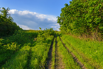 Image showing Forest road