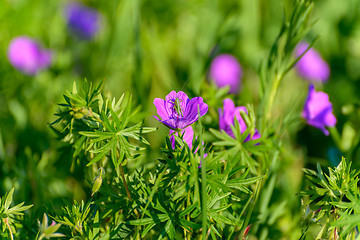 Image showing Grasshopper on the flower