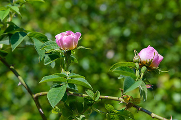 Image showing The flowers are wild roses