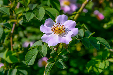 Image showing The Rosehip flower