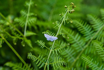 Image showing White butterfly