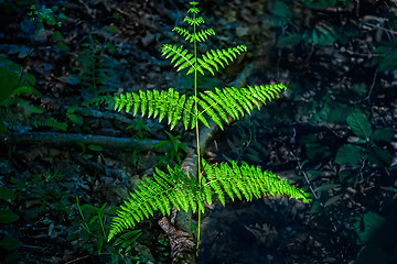 Image showing Branch of a fern