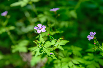 Image showing Geranium robertianum 