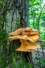 Image showing The tinder fungus