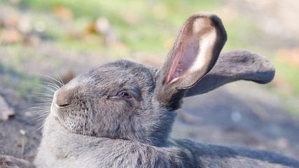 Image showing Purebred rabbit Belgian Giant resting outside in the sun