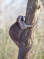 Image showing Raccoon up a tree