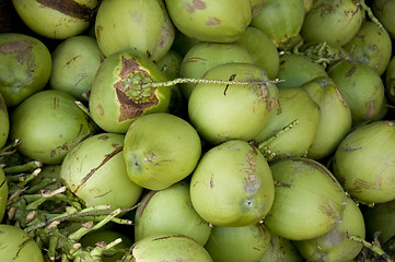 Image showing Green Coconut background