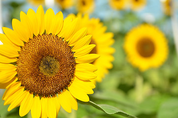 Image showing Yellow Sunflower field